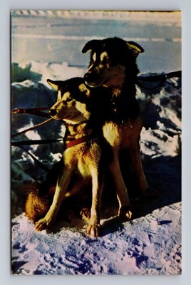 AK-Alaska Husky Sled Dogs Vintage Postcard Standard Souvenir Postal Post PC Old
