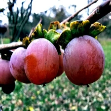 10 Date Plum "Mediterranean Persimmon" Fruit Tree Seeds (Diospyros Lotus) Plant