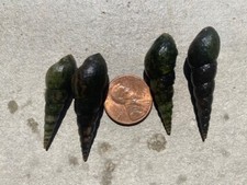 3 3 Extra Large Freshwater Malaysian Trumpet Snails Over 1" Size HUGE XL MTS