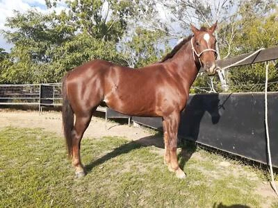 Rockhampton Region Qld Horses Ponies Gumtree Australia Free Local Classifieds