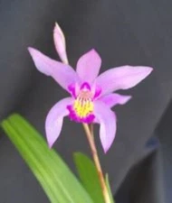 Bletilla Yokohama 'Kate',  Rooted Cold Hardy Orchid Plant Shipped in 3" Pot