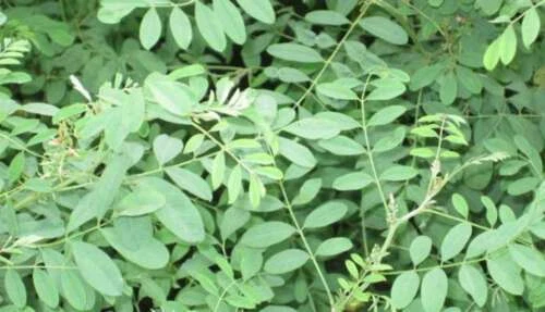 POLVO DE HOJAS DE ÍNDIGO 100% PURO PARA TINTE DE CABELLO NEGRO ORGÁNICO Natural - 50 gm Foto 2 de 2