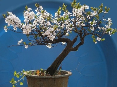 Kirschbaum Arabisch Von Santa Lucia Ideal Bonsai 15 Saatgut - Seeds |  eBay.de