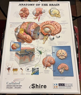 #ad Adderall 3D Anatomical Brain Poster Pharma Collectible for sure $160.00
