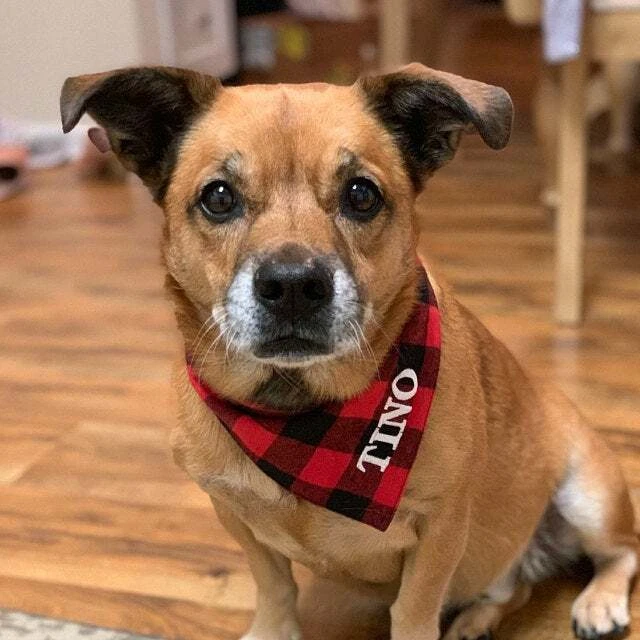Pañuelo Corbata para Perro Mascota, Personalizado Personalizado Bordado Ajustable  Foto 3 de 4