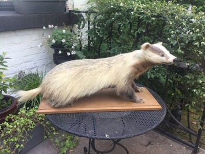 CURIOSITE! GRANDE TAXIDERMIE BLAIREAU BADGER SHOULDER MOUNT