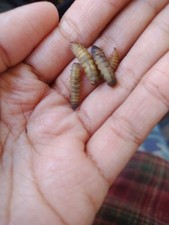 Live 150 PCs Black Soldier Fly Larvae Chicken And Reptile Food