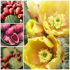 50 Texas Red Prickly Pear Cactus Seeds 🌵 Opuntia engelmannii var. lindheimeri