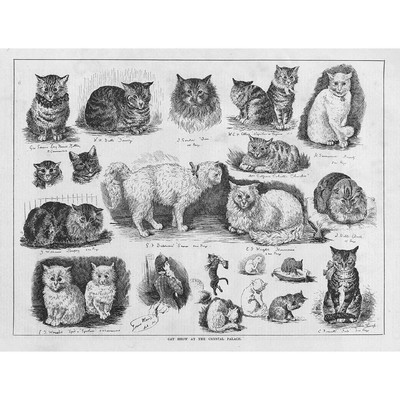 Die Katzenschau im Kristallpalast - Antikdruck 1883