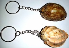 Seashell Keychain Natural Shell KeyTag Keyring Purse Tag Zipper Pull Gift