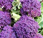 Early Purple Sprouting, Broccoli Seeds 300+ Seeds NON-GMO BUY (4) GET FREE SHIP