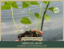 Hibiscus laevis | Halberd-Leaf Rosemallow | Starter Plant Plug | White Flower