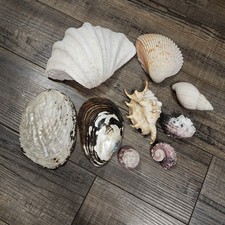 Lot of 9 natural seashells beachy TT