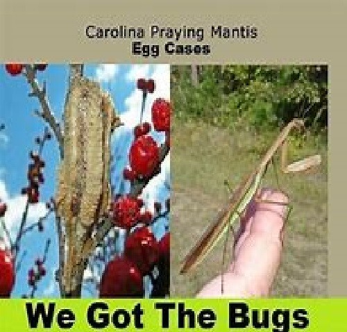 2 Carolina Praying Mantis Egg Cases Hatching Habitat Cup (Two Eggs Cases) - Imagen 4 de 10