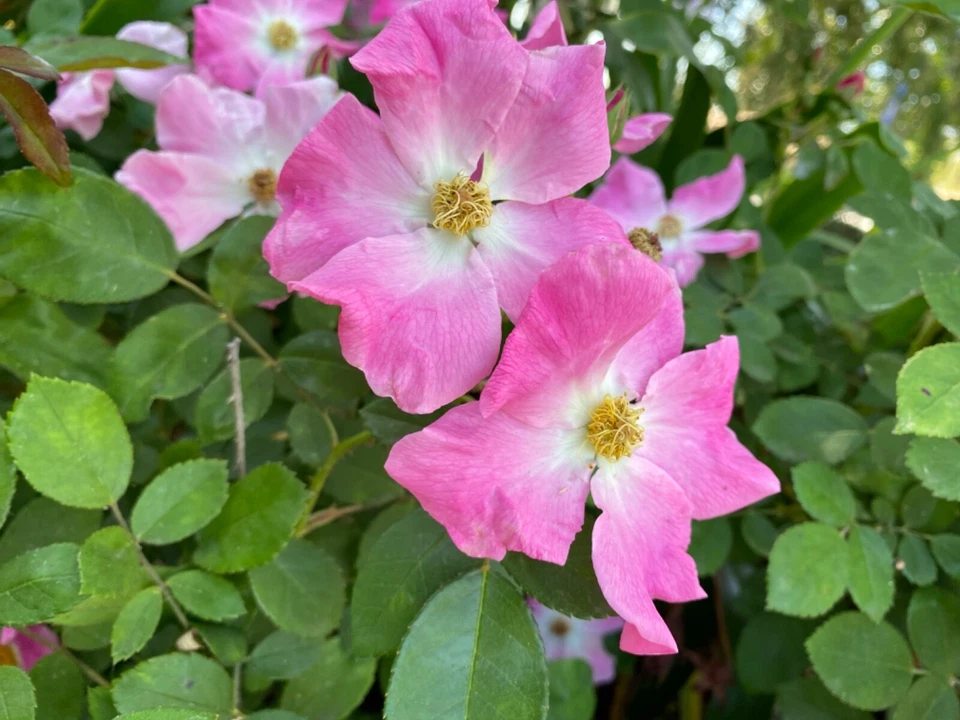 Floribunda Rose 'Brilliant Pink Iceberg' 3 Cuttings For Grafts QUICK FREE SHIP - Image 4 of 4