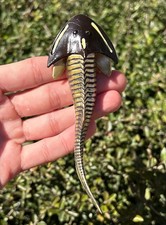 Devonian Armored Fish Fossil Model Display Replica Toy Teaching Cephalaspis