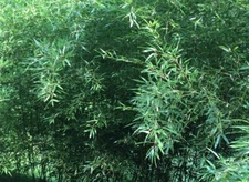 Bamboo Red Margin Phyllostachys Rubromarginata Bare Root Plant Rhizome Privacy 