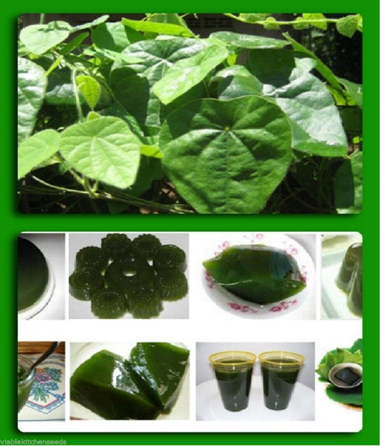 30 Seeds (Hat Suong Sam Long )New 2021 Natural Green Vine JellyCyclea Barbata eBay