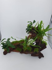 Echte Mangrovenwurzel XXL ca. 50 cm bepflanzt mit Farn, Moos & Anubias