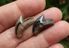 Tiger Shark G. Cuvier Fossil Teeth (2) Florida