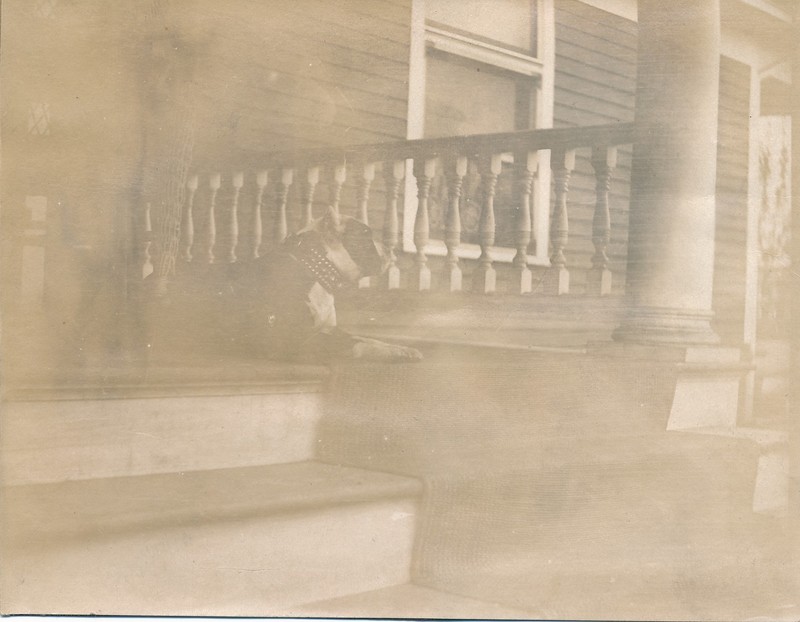 vintage snapshot photo: 1907 Pit Bull Terrier Dog Pitbull Photograph Port #19