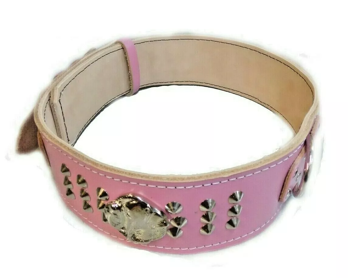 Best collar for american bulldog cheap