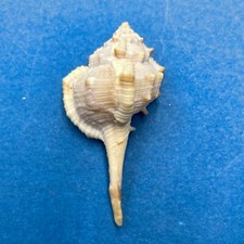 #4 Murex brevispina 45.8mm Tulear Bay, Madagascar