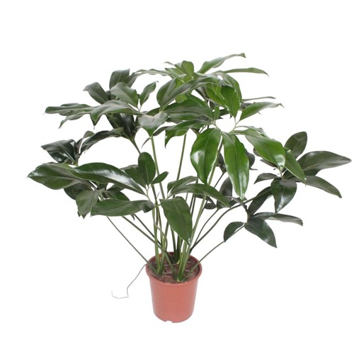 Belle plante d'intérieur amie