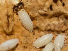 20-Count Dwarf White Isopods | Feeder Cleanup Crew | Live Arrival Guarante
