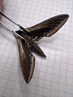 Sphingidae Sphinx drupiferarum? SPH 109 Coll. 2025 Canada