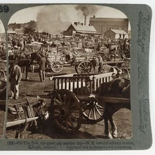 Kilrush Ireland Pig Market Stereoview c1901 Horse Fair Street Vendor Photo B2112