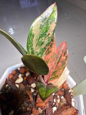 ZZ Zamioculcas zamiifolia Variegated Raven Rare MultiColor Orange Green