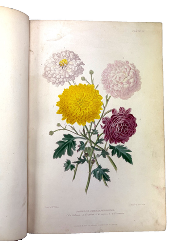 The Gardener's Assistant; Practical and Scientific Robert Thompson, Blackie 1859 - Picture 7 of 12