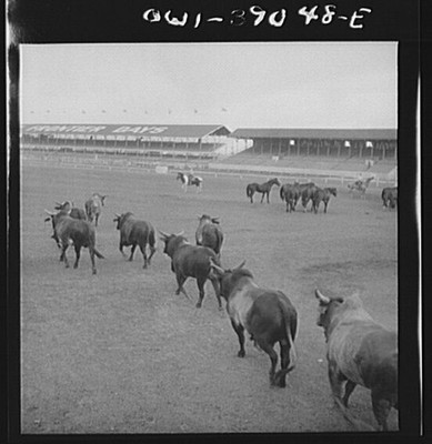 Photo:Bullfighting Bulls Arena Track 1900s Black and White Photograph