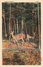 Hunter's Dream - Deer in the Woods - Postcard