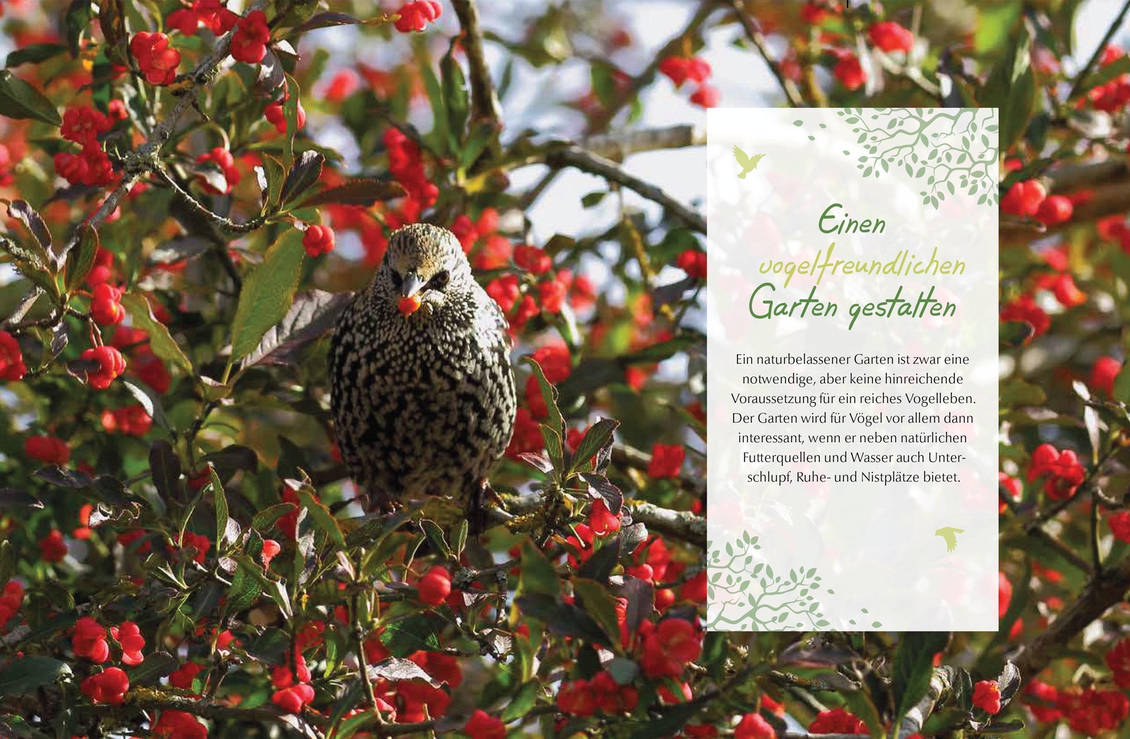 Thumbnail - Ursula Kopp | Mein Vogelfreundlicher Garten | Buch | Deutsch (2018) |