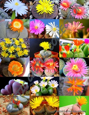 mountain rose succulent Greenovia dodrentalis Mountain Rose [Dormant in Summer] 4 Inch Cluster main image 0