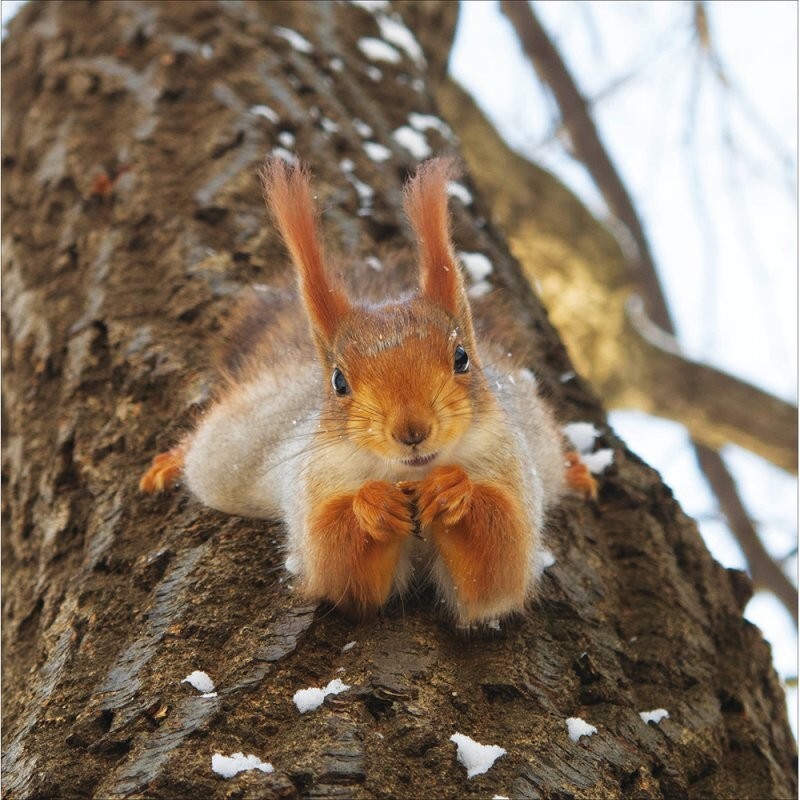 Cute Birthday Card Funny Squirrel - Woodmansterne Blank Greeting Card