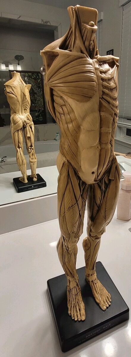 Detailed Anatomy Model Statue 1:3 Scale Andrew Cawrse MALE Detailed Anatomy Model Statue 1:3 Scale Andrew Cawrse MALE