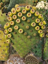 Opuntia Galapageia var. Profusa - Very Large Pad With Attached Fruit, Unrooted