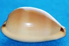 Cypraea Lurida Pulchroides - great quality