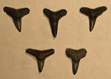 5 Fossil Lemon Shark Teeth 2-3 cm found at Virginia Beach Virginia
