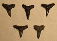 5 Fossil Lemon Shark Teeth 2-3 cm found at Virginia Beach Virginia