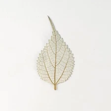 M&T 12PCS Real Pressed Dry leaves, floral supply for art candle FSS34