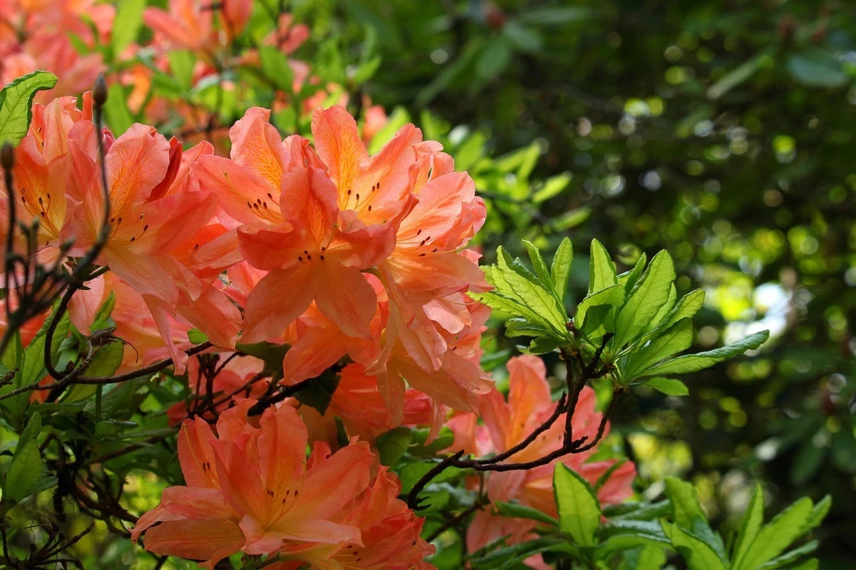 yakushimanum-rhododendron kaufen Yaku Prince Rhododendron – Weston Nurseries main image 0