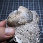 Fossil Nautiloid Aturia sp. Ammonite Eocene Morocco No. 1175 | eBay