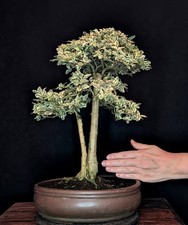 BONSAI CHINESISCHER LIGUSTER LIGUSTRUM SINENSIS VARIEGATA  PFLEGELEICHT INDOOR