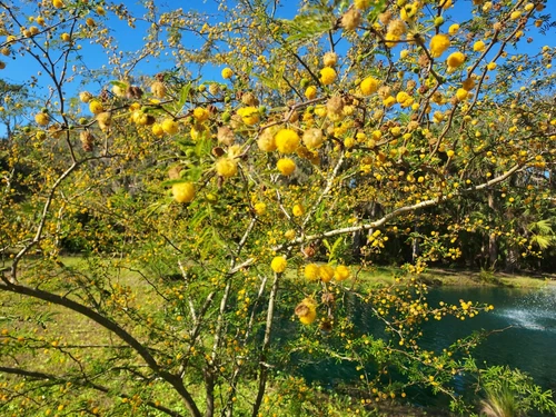25 Yellow Sweet Acacia Vachellia Farnesiana Seeds