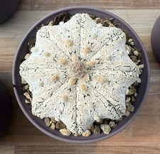 1pc SeedGrown Miracle Astrophytum Heavy White Flocking WYSIWYG