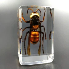 Insect Resin Real Asian Giant Hornet Insect Paperweight Taxidermy Specimen